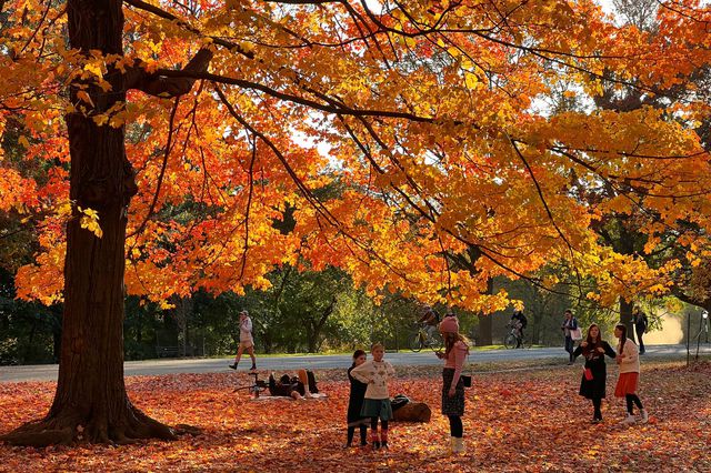 Fall foliage in Prospect Park, taken the week of November 8th, 2021
